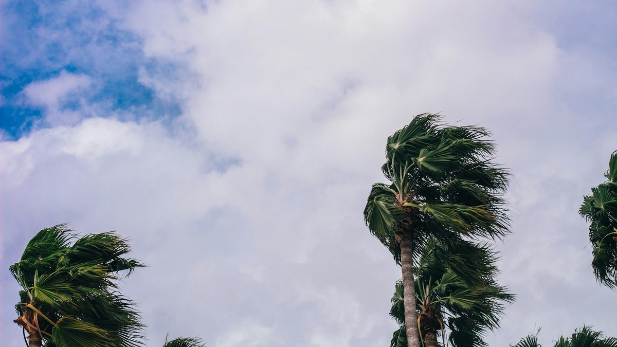 Palm trees bending in strong wind under a heavy storm sky